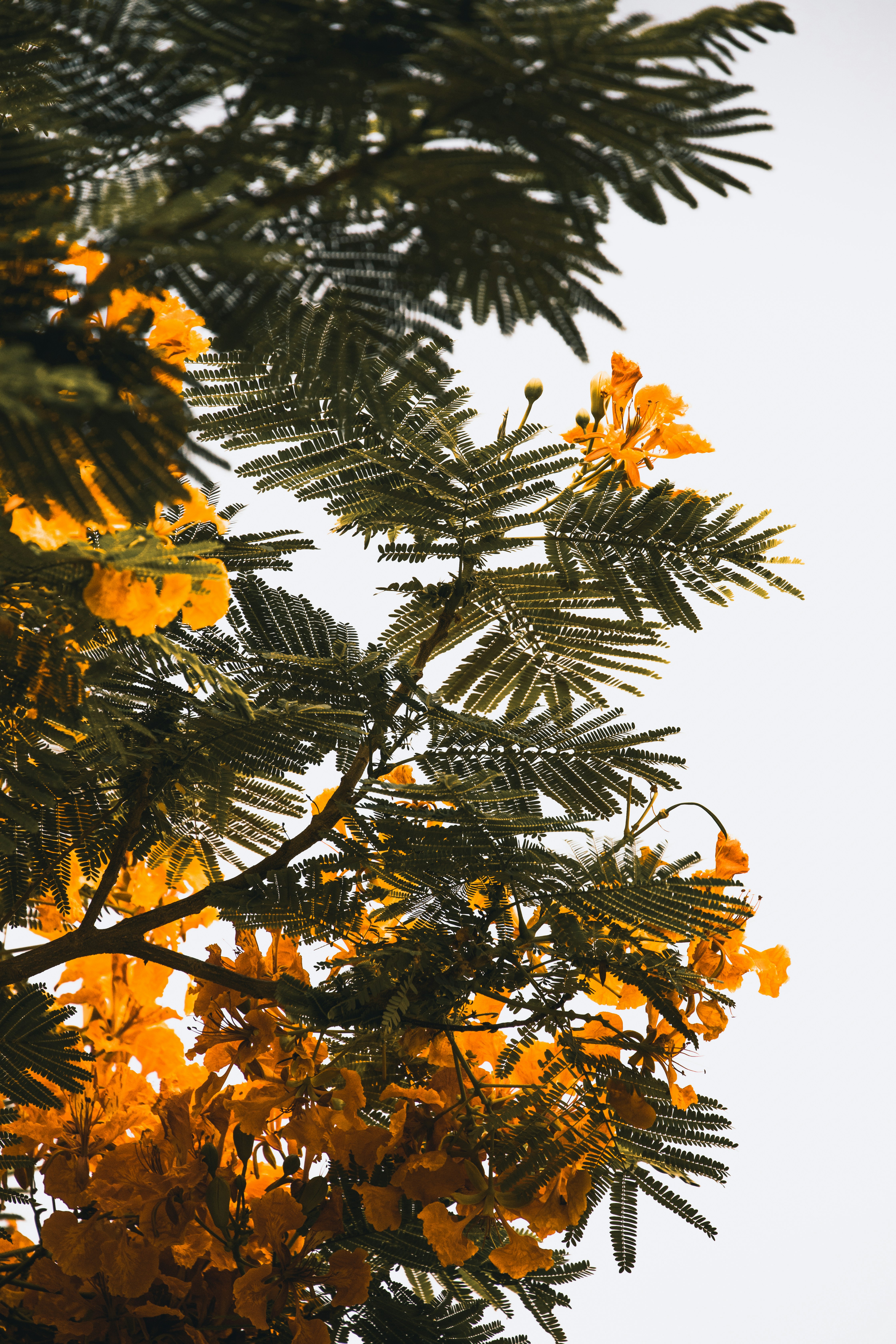 orange petaled tree